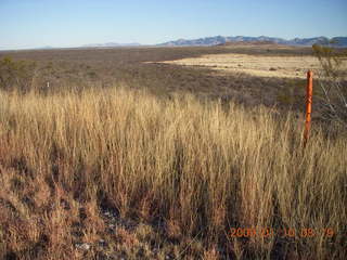 11 6ra. Tombstone run - local flora