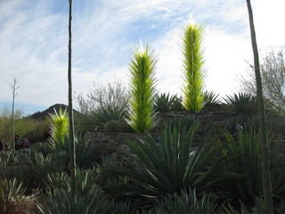 long-eared squirrel at Pine retaurant in Flagstaff