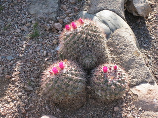 beth's Dale Chihuly pictures -