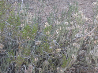 beth's Dale Chihuly pictures -