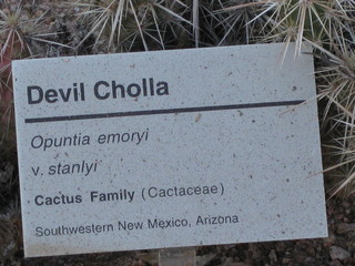 beth's Dale Chihuly pictures -