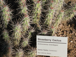 beth's Dale Chihuly pictures -