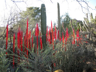 beth's Dale Chihuly pictures -