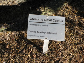 beth's Dale Chihuly pictures -