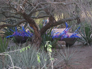 beth's Dale Chihuly pictures -