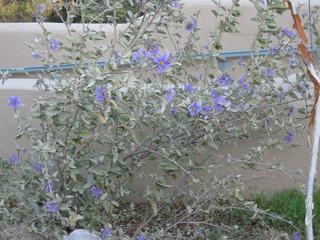 beth's Dale Chihuly pictures -