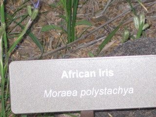 beth's Dale Chihuly pictures -