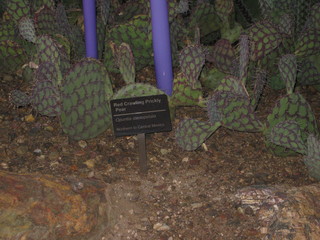 beth's Dale Chihuly pictures -