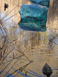 beth's Dale Chihuly pictures -