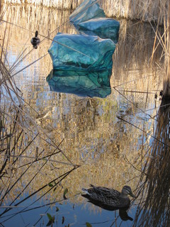 beth's Dale Chihuly pictures -