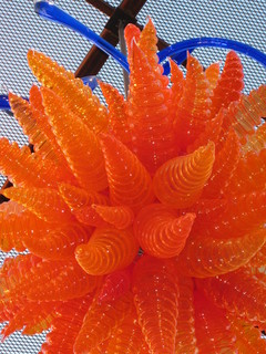 beth's Dale Chihuly pictures - Dita