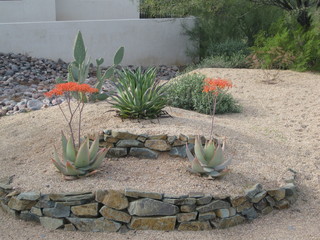 Cave Creek mine hike - Beth taking flower picture