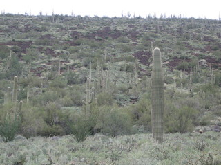 beth's pictures - Cave Creek mine hike - red flowers