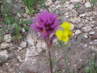 beth's pictures - Cave Creek mine hike - purple and yellow flowers