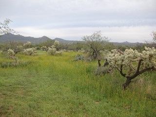 beth's pictures - Cave Creek mine hike - Adam taking flower picture