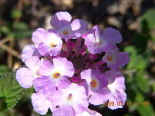 purple flowers at Pima Center