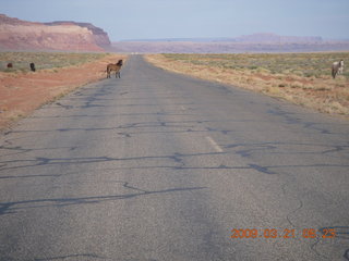 Monument Valley (UT25) run - horses