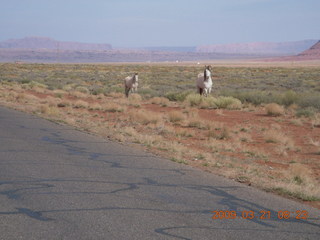 Monument Valley (UT25) run - horses