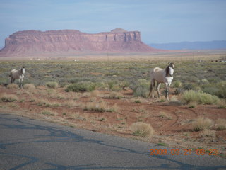 Monument Valley (UT25) run - horses