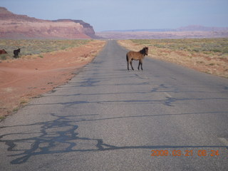 Monument Valley (UT25) run - horses