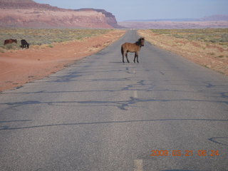 Monument Valley (UT25) run - horses