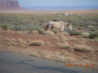 Monument Valley (UT25) run - horses