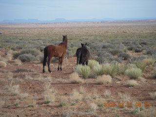 Monument Valley (UT25) run - horses