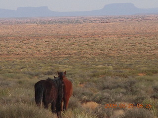 Monument Valley (UT25) run - horses