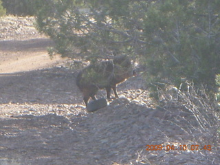 anthill at Chapman Ranch Airport