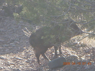 Chapman Ranch run - javelina