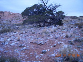 10 6uh. Canyonlands - Lathrop trail hike - sandy grass and tree