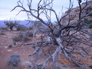 Canyonlands - Lathrop trail hike - sandy grass and tree