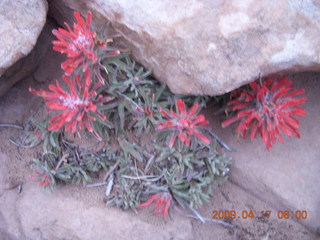 Canyonlands - Lathrop trail hike - red flowers