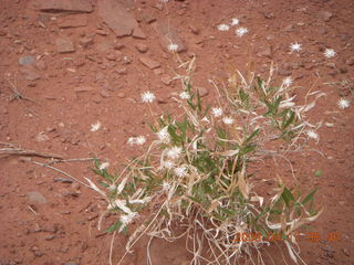 Canyonlands - Lathrop trail hike - white flowers