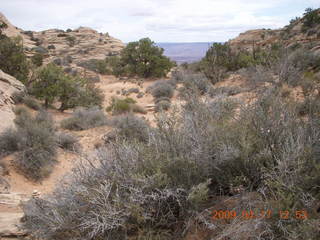 Canyonlands - Lathrop trail hike - desert plant
