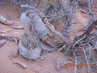 147 6uk. Arches National Park - Fiery Furnace hike - twisted tree