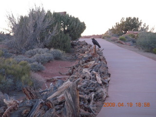 230 6uk. Canyonlands National Park - raven