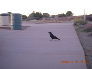 233 6uk. Canyonlands National Park - raven