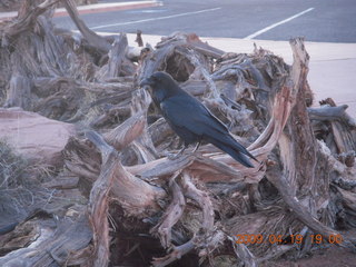 Canyonlands National Park -raven