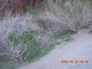 5 6ul. Arches National Park - Devil's Garden hike - bunny rabbit