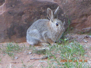 Arches National Park - Devil's Garden hike - bunny rabbit