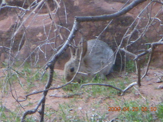 Arches National Park - Devil's Garden hike - bunny rabbit