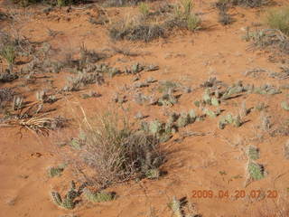 Arches National Park - Devil's Garden hike - blue bird