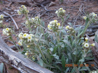 43 6ul. Arches National Park - Devil's Garden hike - white flowers