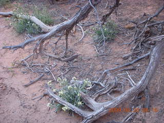 Arches National Park - Devil's Garden hike - white flowers