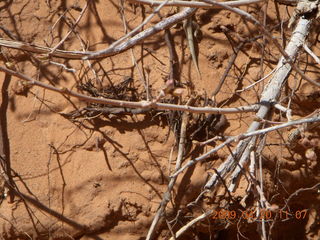 109 6ul. Arches National Park - Devil's Garden hike