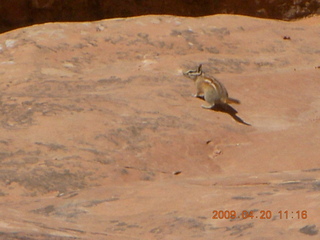 Arches National Park - Devil's Garden hike - chipmunk