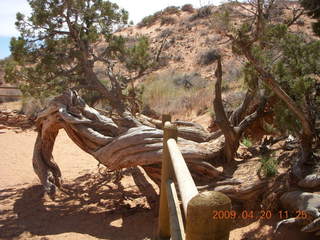 Arches National Park - Devil's Garden hike - two twisted Juniper trees