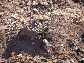 130 6ul. Dead Horse Point sunset hike - lizard