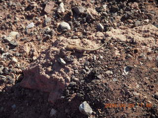 Dead Horse Point sunset hike - lizard